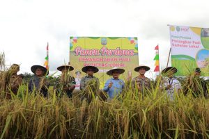 Kaltara Panen Padi Perdana Varietas Lokal
