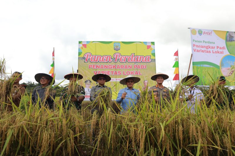 Kaltara Panen Padi Perdana Varietas Lokal